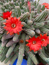 Load image into Gallery viewer, Peanut Cactus