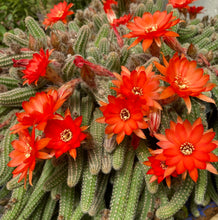 Load image into Gallery viewer, Peanut Cactus