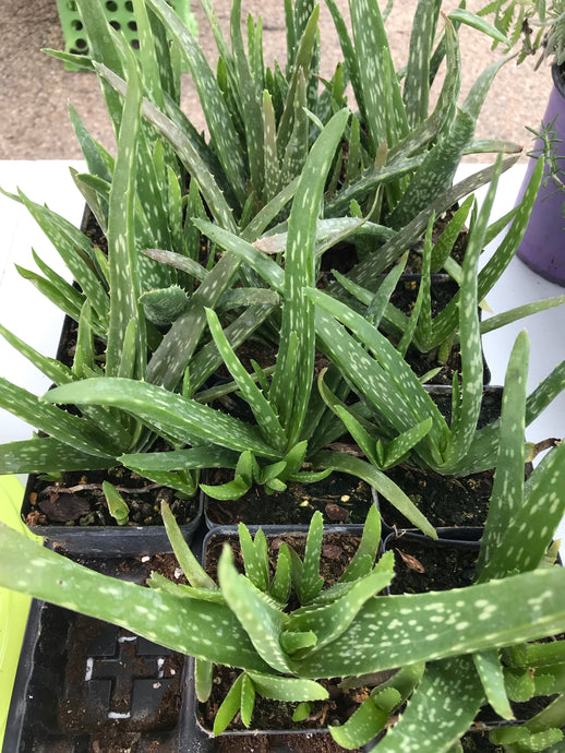 Aloe Vera Plant 4” Pot - Medical Fundraiser
