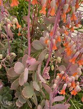 Load image into Gallery viewer, Kalanchoe Lavender Scallops