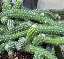 Load image into Gallery viewer, Peanut Cactus