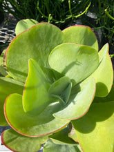 Load image into Gallery viewer, Kalanche Paddle Plant