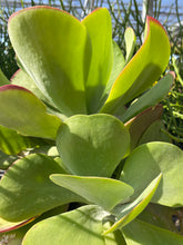 Load image into Gallery viewer, Kalanche Paddle Plant