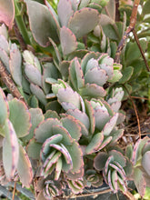 Load image into Gallery viewer, Kalanchoe Lavender Scallops