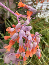 Load image into Gallery viewer, Kalanchoe Lavender Scallops