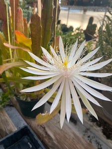 Queen of the Night Cactus