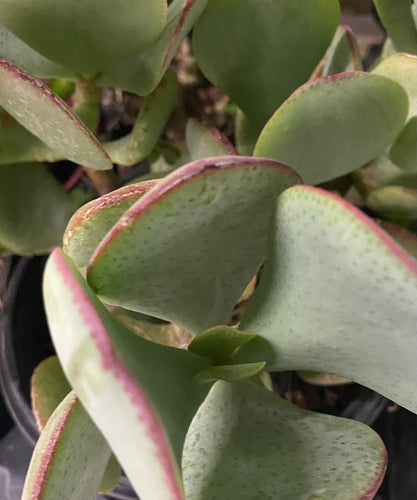 Crassula Silver Dollar