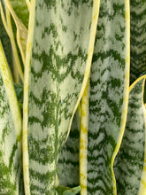 Load image into Gallery viewer, Snake Plant Trifasciata