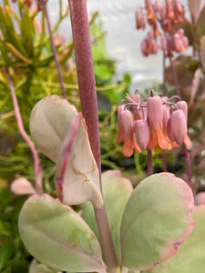 Variegatia Lavender Scallops Kalonchoe