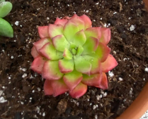 Letezia