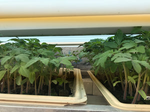 Summer squash seed combo