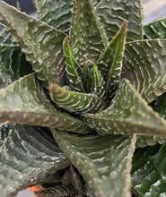 Load image into Gallery viewer, Haworthia Fairy Washboard