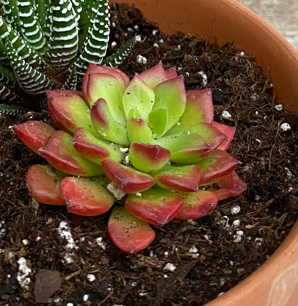 Letezia