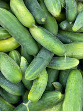 Load image into Gallery viewer, Summer squash seed combo