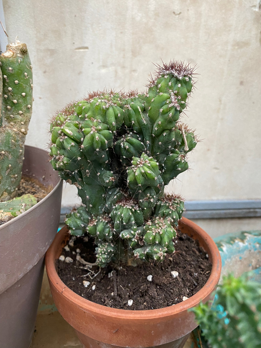 Petra Cereus Peruvianus Monstruosus