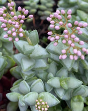 Load image into Gallery viewer, Crassula Rupestus