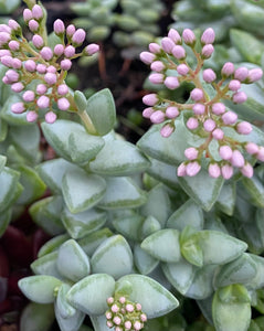 Crassula Rupestus