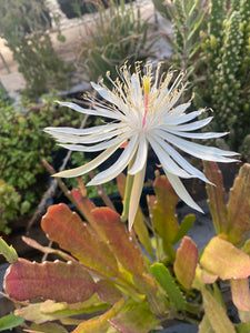 Queen of the Night Cactus