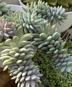 Sedeveria lilac mist