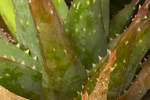 Aloe Velociraptor