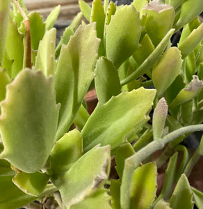 Kalanchoe behartii