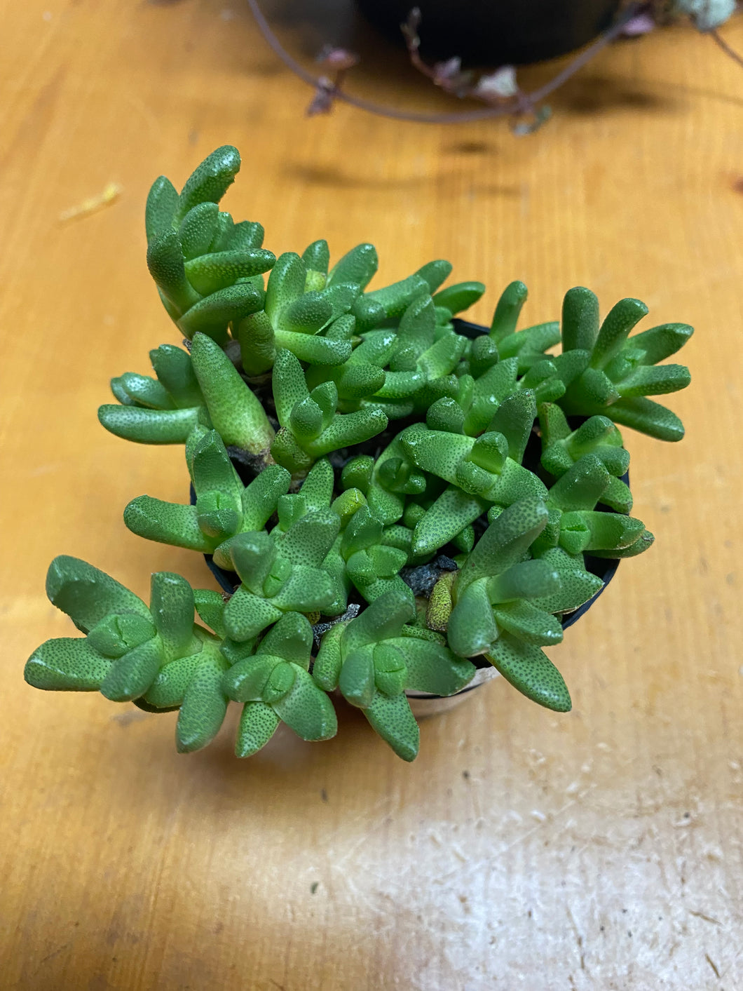 Mimicry Stomatium  Tiny