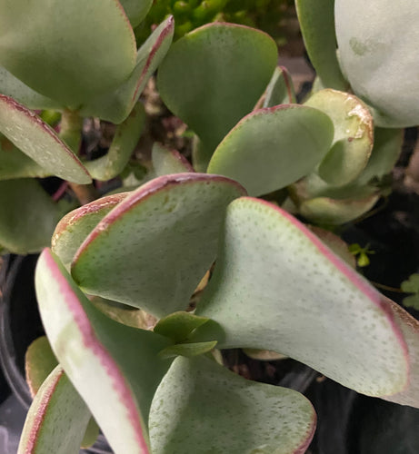 Silver Dollar Crassula