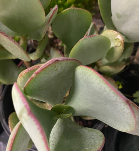 Silver Dollar Crassula