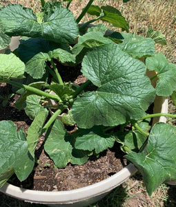 Summer squash seed combo