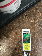 Load image into Gallery viewer, Summer squash seed combo