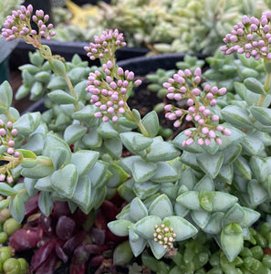 Crassula Rupestus