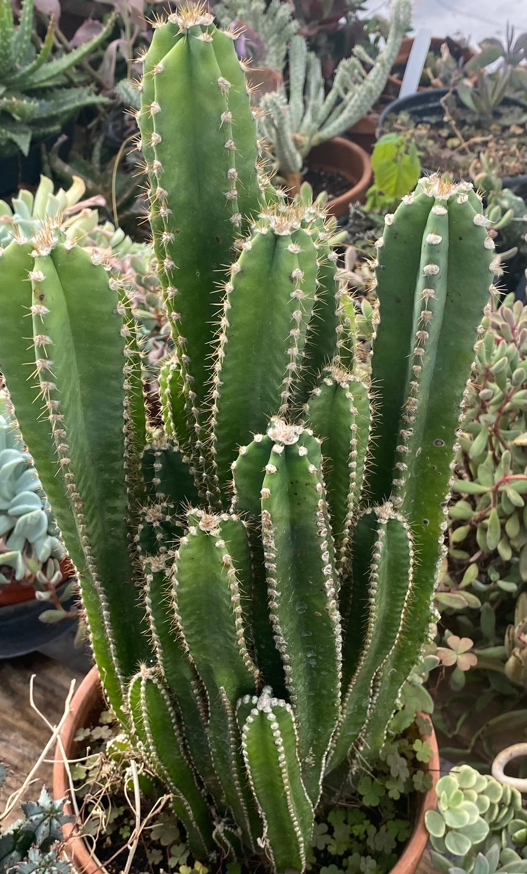 Cereus peruvianus
