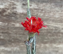 Load image into Gallery viewer, Haworthia Fairy Washboard