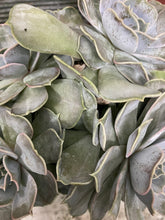 Load image into Gallery viewer, Lilacina Echeveria