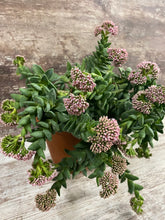 Load image into Gallery viewer, Crassula Springtime