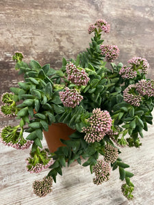 Crassula Springtime