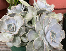 Load image into Gallery viewer, Lilacina Echeveria