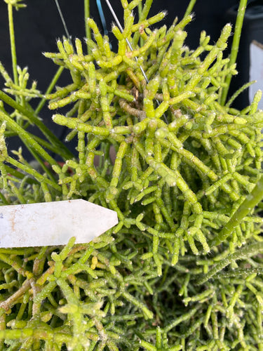 Rhipsalis PrismaticA