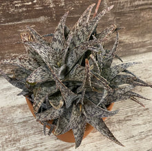 Load image into Gallery viewer, Aloe White Fox