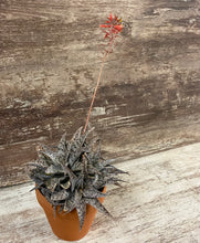 Load image into Gallery viewer, Aloe White Fox