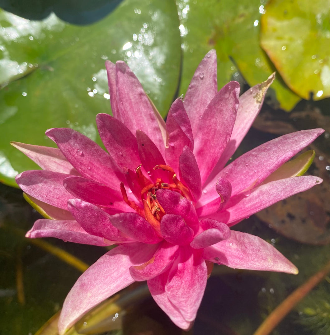 Waterlily Red Spider