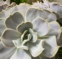 Load image into Gallery viewer, Lilacina Echeveria