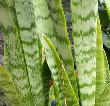 Load image into Gallery viewer, Sanseveria Zeylanica