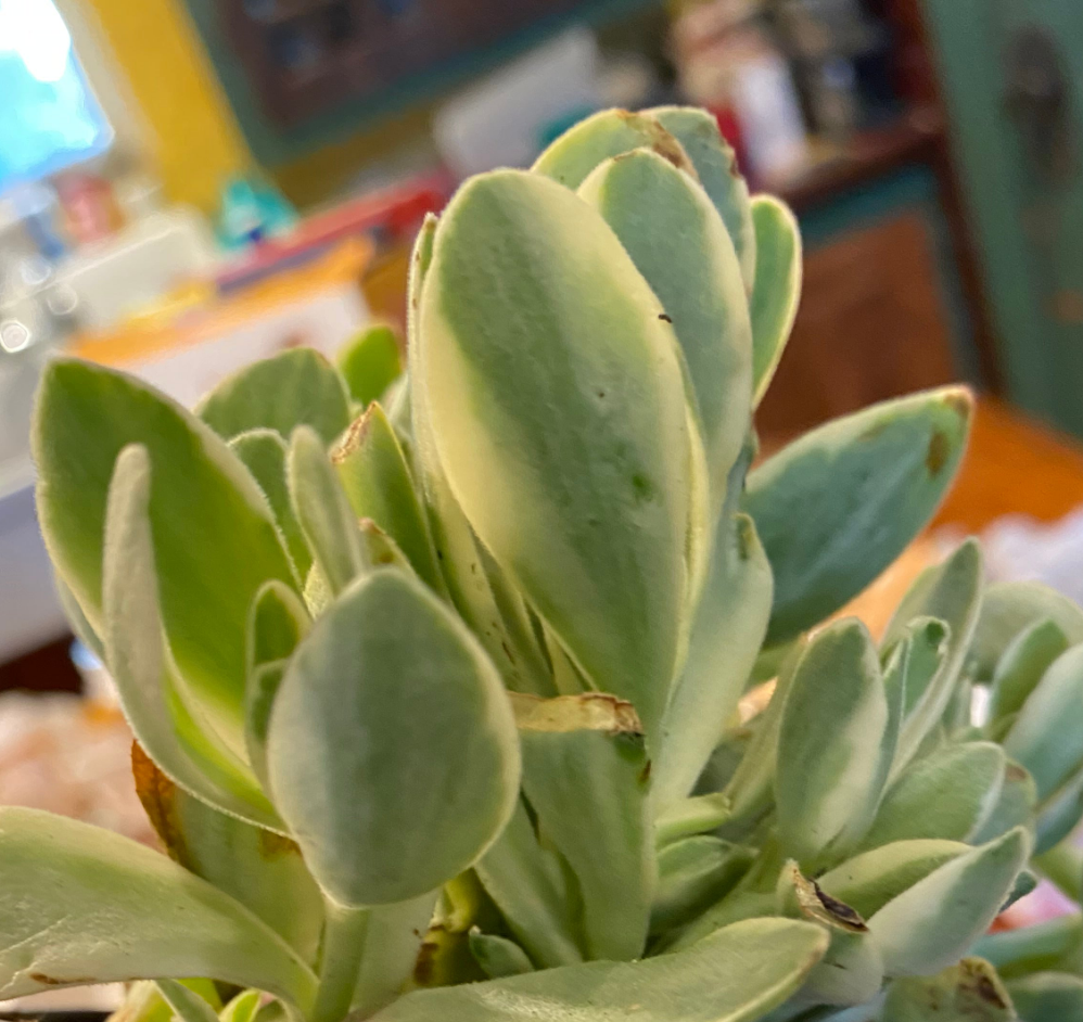 Crassula rubricaulis variegata jade