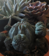 Load image into Gallery viewer, Euphorbia Baseball