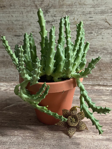 Huernia R