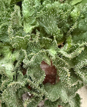 Load image into Gallery viewer, Euphorbia Green Coral