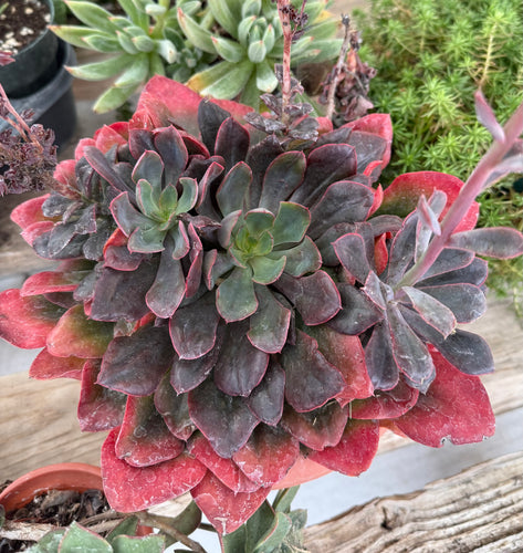 Echeveria Red Prince