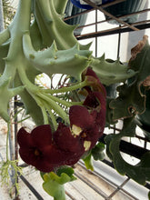 Load image into Gallery viewer, Stapelia Orbea Melanantha