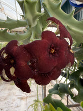Load image into Gallery viewer, Stapelia Orbea Melanantha